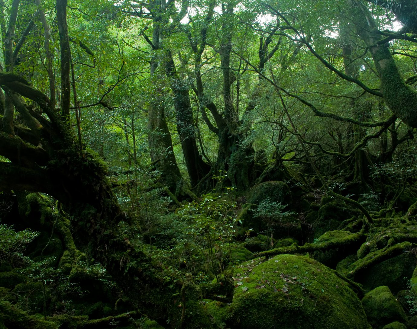 屋久島 マイバケーション 国内旅行